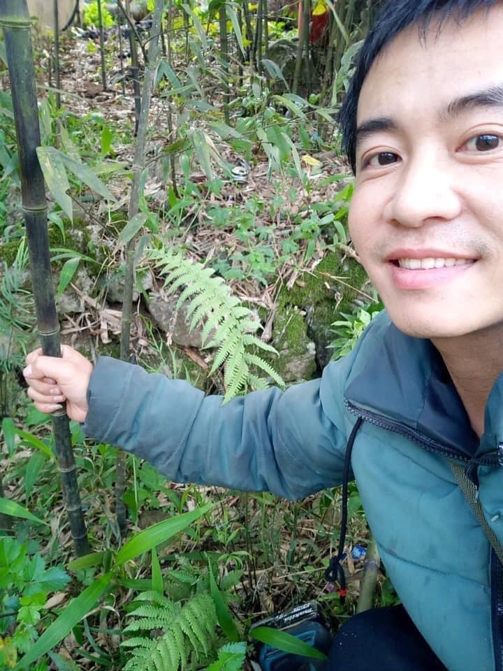 Cây Giống trúc tím- lệ trúc Cây Giống trúc tím- lệ trúc