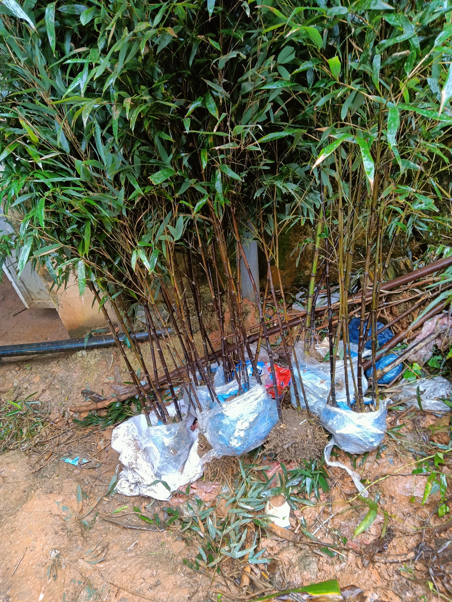 Cây Giống trúc tím- lệ trúc Cây Giống trúc tím- lệ trúc