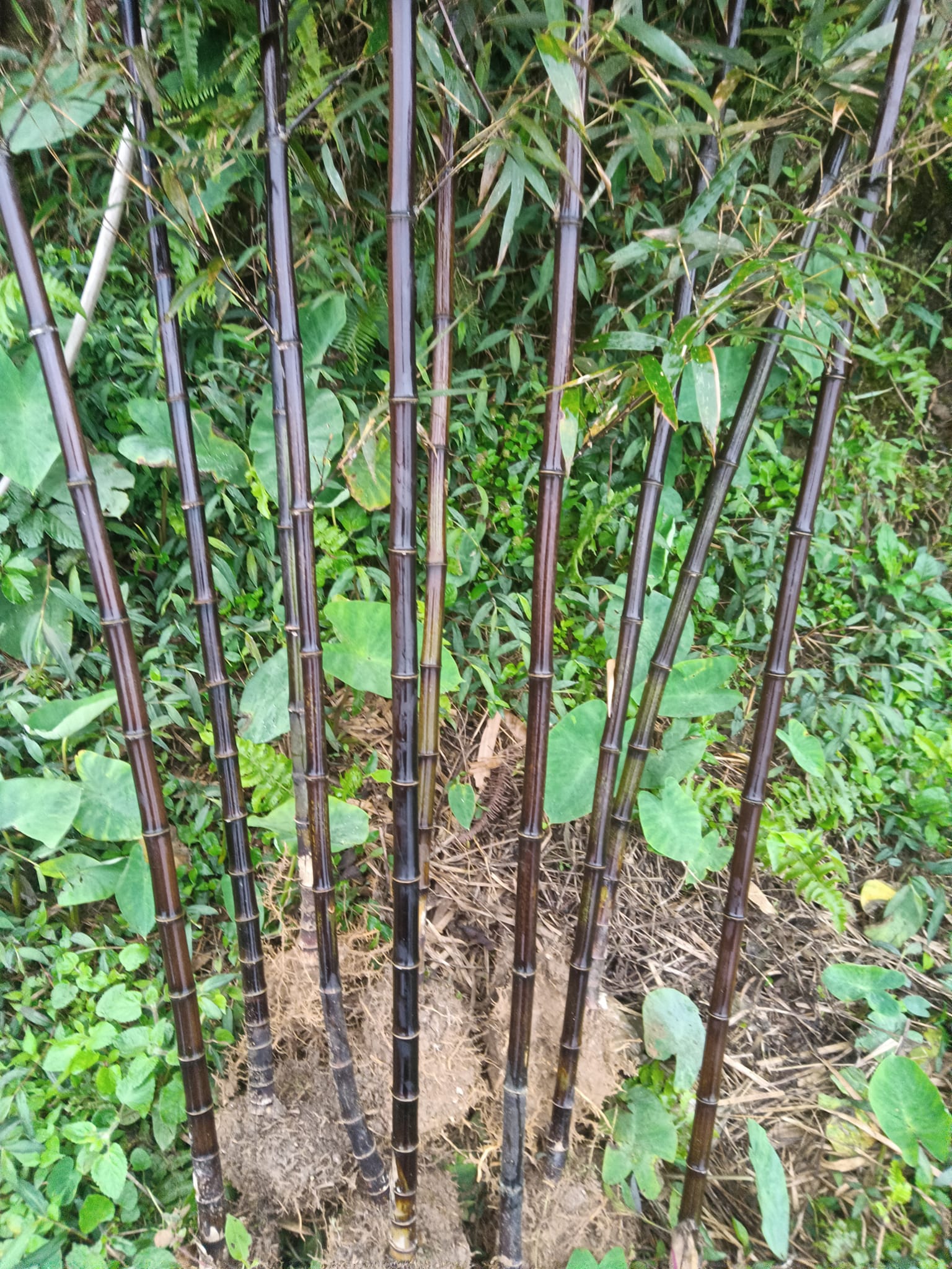 Cây Giống trúc tím- lệ trúc Cây Giống trúc tím- lệ trúc