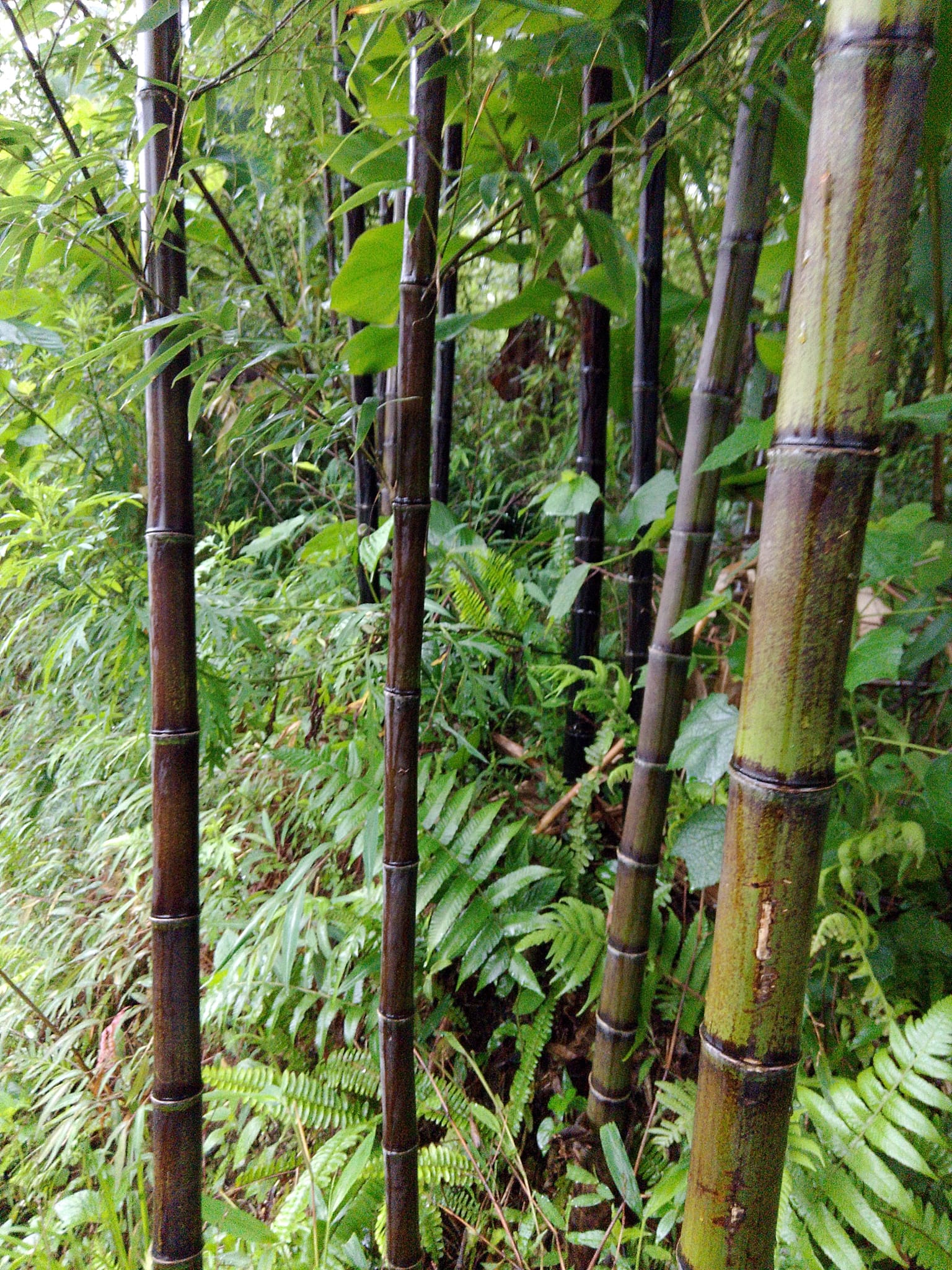 Cây Giống trúc tím- lệ trúc Cây Giống trúc tím- lệ trúc