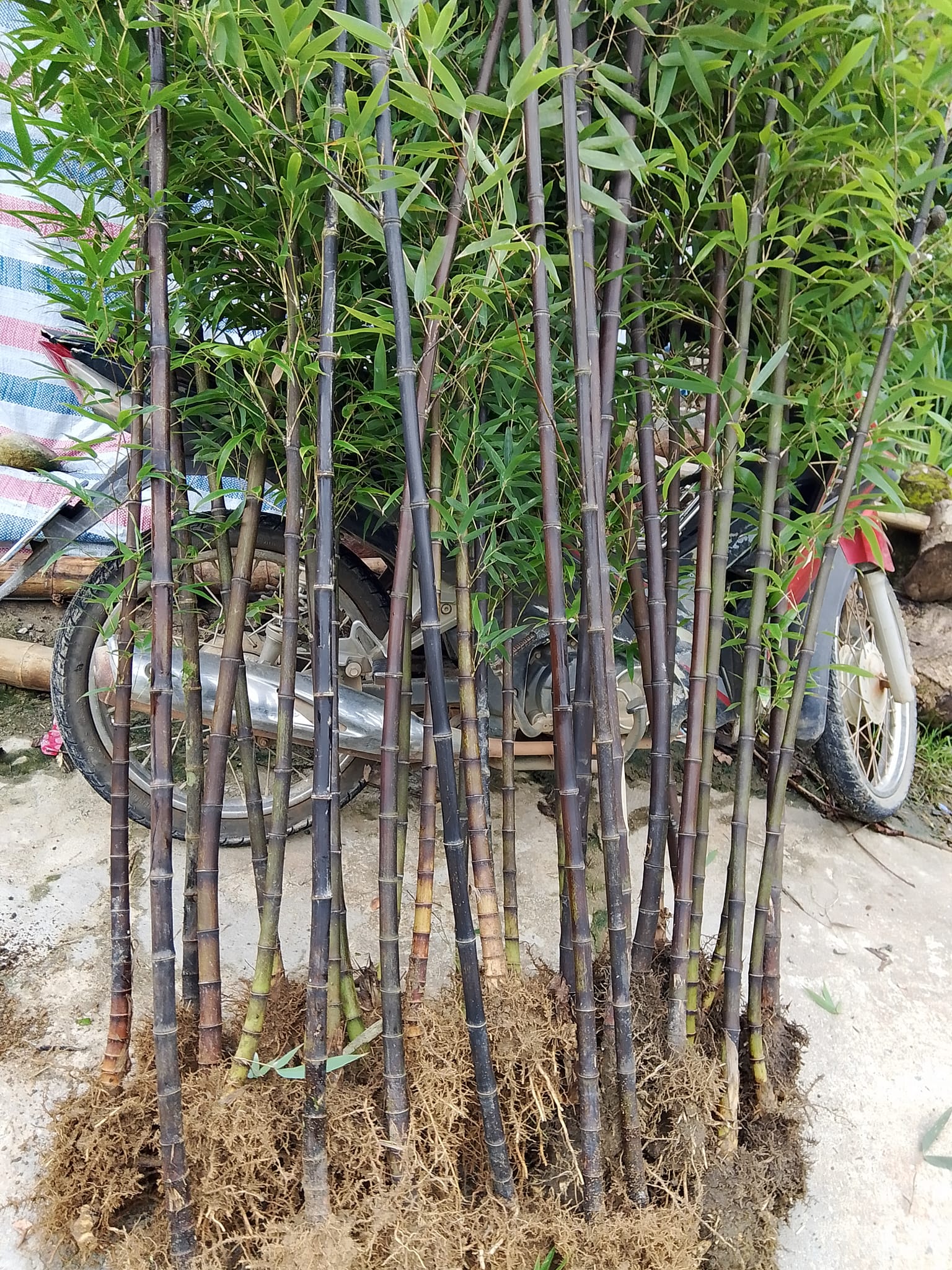 Cây Giống trúc tím- lệ trúc Cây Giống trúc tím- lệ trúc