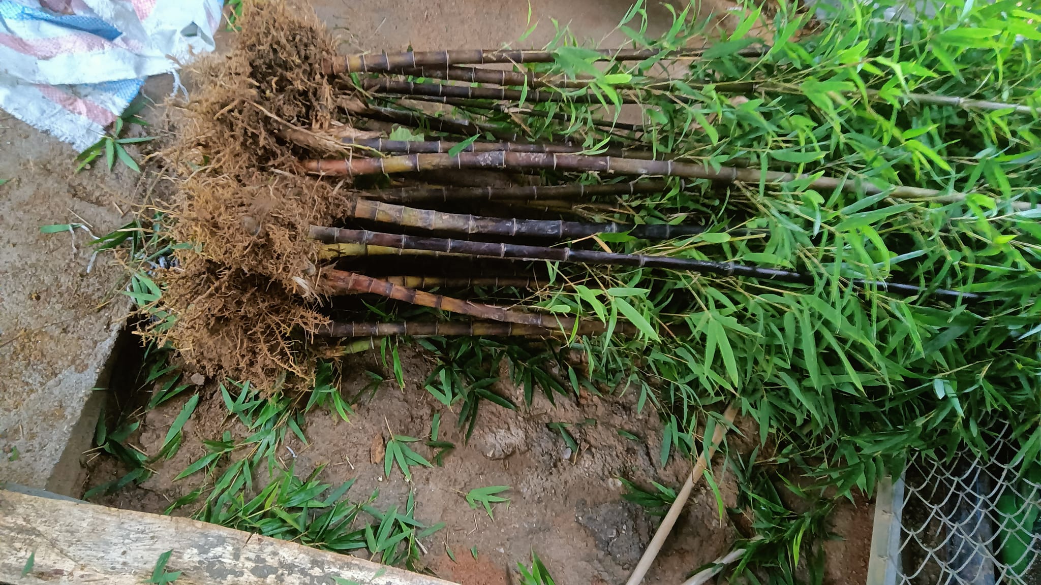 Cây Giống trúc tím- lệ trúc Cây Giống trúc tím- lệ trúc