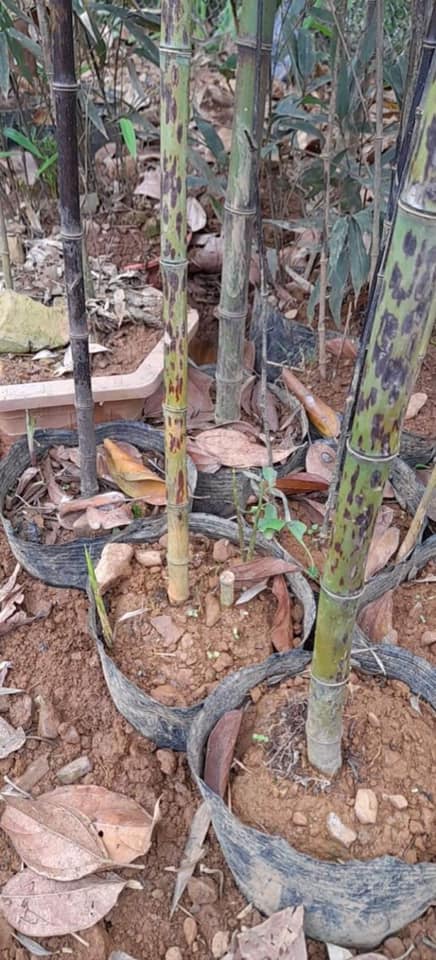 Cây Giống trúc tím- lệ trúc Cây Giống trúc tím- lệ trúc