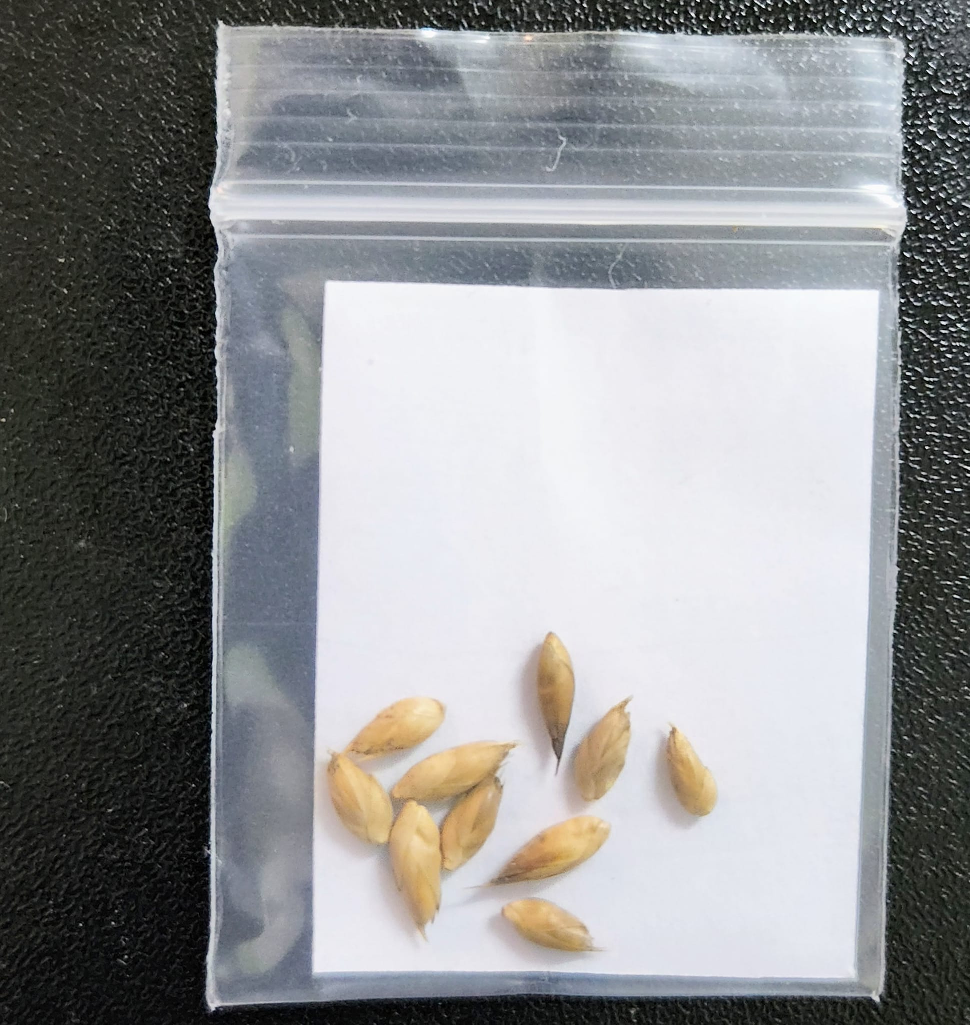 HẠT GIỐNG tre Sáng Môn, tre đa dụng - măng, thân, cảnh quan HẠT GIỐNG tre Sáng Môn, tre đa dụng - măng, thân, cảnh quan