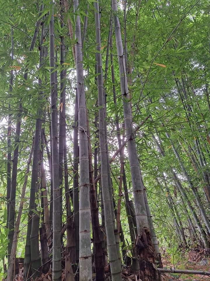 HẠT GIỐNG tre Sáng Môn, tre đa dụng - măng, thân, cảnh quan HẠT GIỐNG tre Sáng Môn, tre đa dụng - măng, thân, cảnh quan