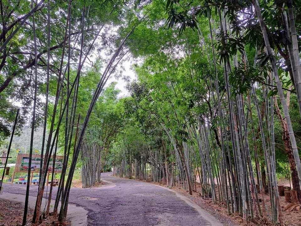 HẠT GIỐNG tre Sáng Môn, tre đa dụng - măng, thân, cảnh quan HẠT GIỐNG tre Sáng Môn, tre đa dụng - măng, thân, cảnh quan