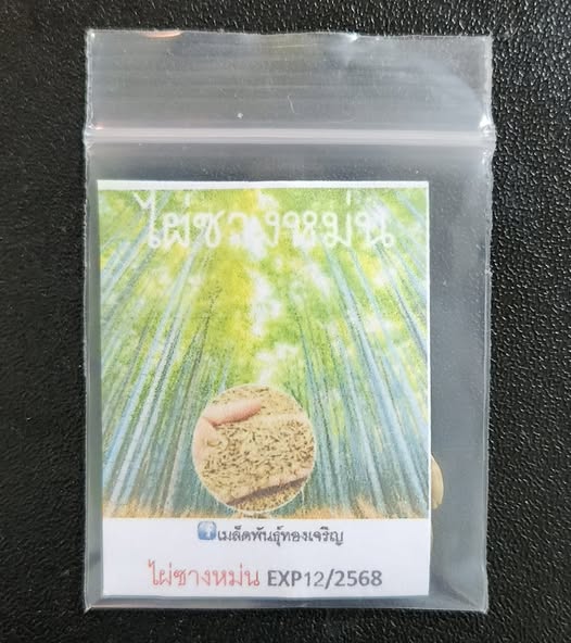 HẠT GIỐNG tre Sáng Môn, tre đa dụng - măng, thân, cảnh quan HẠT GIỐNG tre Sáng Môn, tre đa dụng - măng, thân, cảnh quan