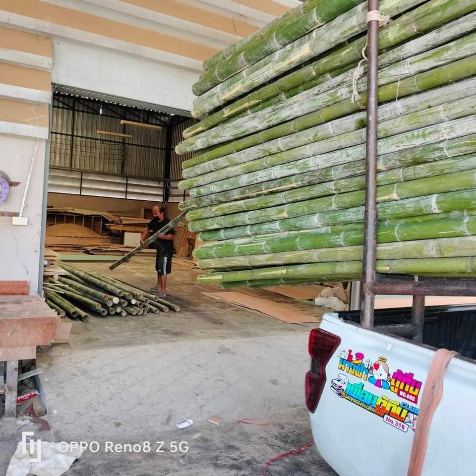 HẠT GIỐNG tre Sáng Môn, tre đa dụng - măng, thân, cảnh quan HẠT GIỐNG tre Sáng Môn, tre đa dụng - măng, thân, cảnh quan