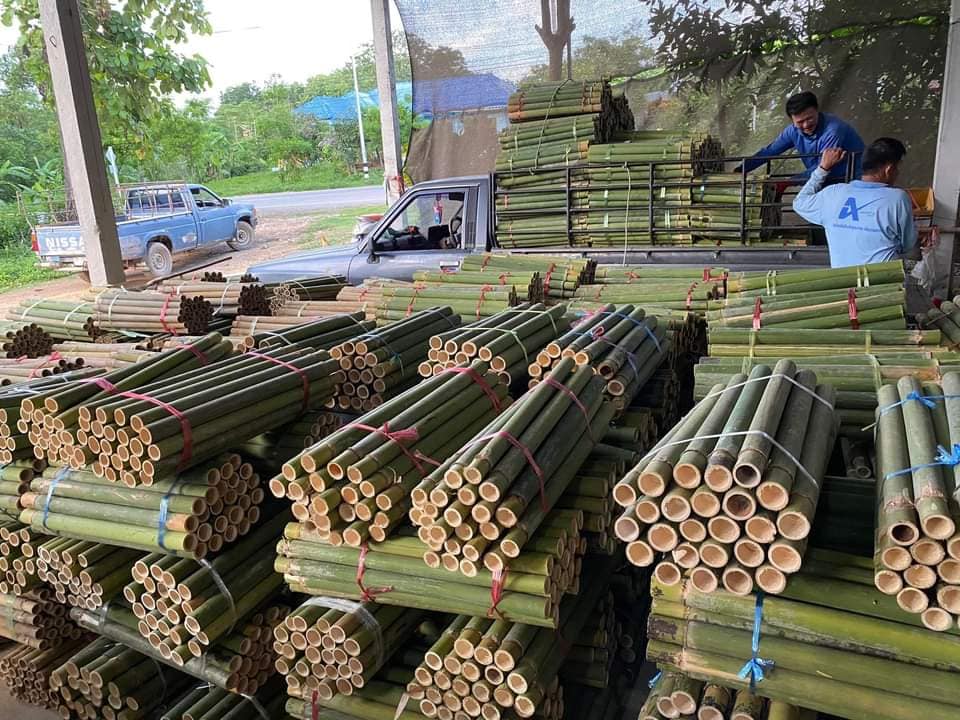 HẠT GIỐNG tre Sáng Môn, tre đa dụng - măng, thân, cảnh quan HẠT GIỐNG tre Sáng Môn, tre đa dụng - măng, thân, cảnh quan