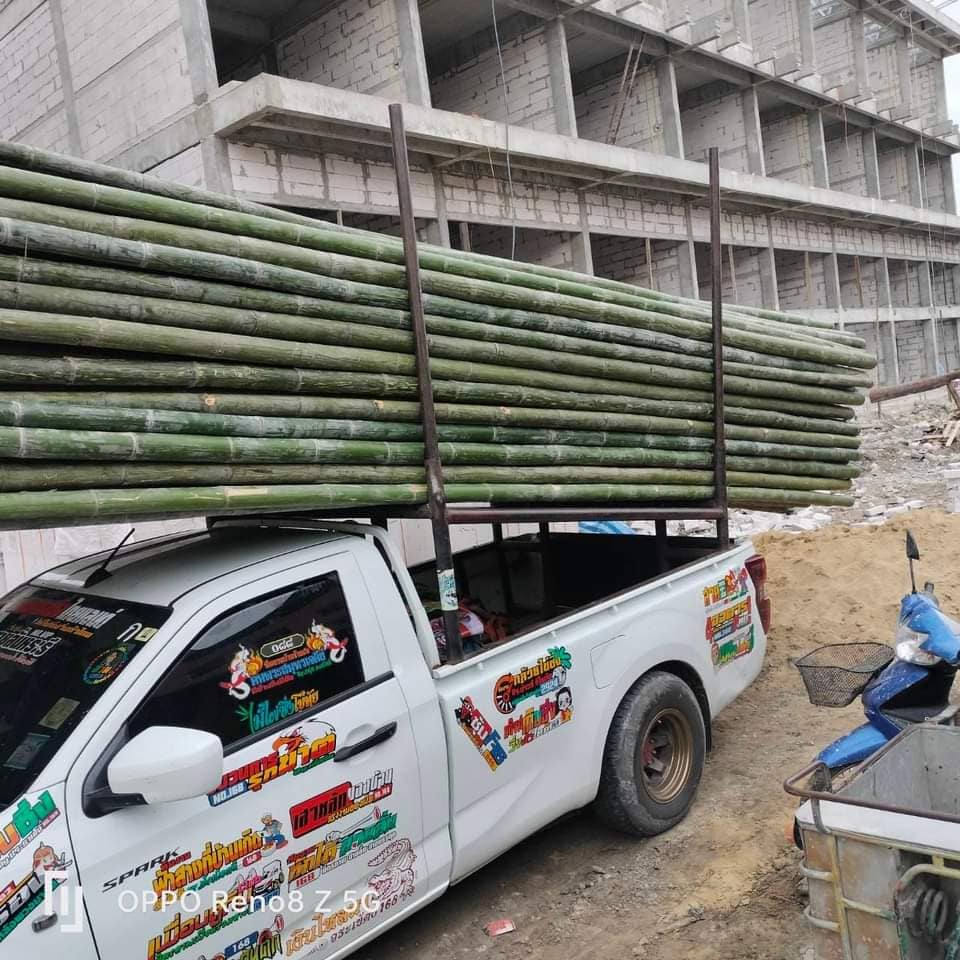 HẠT GIỐNG tre Sáng Môn, tre đa dụng - măng, thân, cảnh quan HẠT GIỐNG tre Sáng Môn, tre đa dụng - măng, thân, cảnh quan