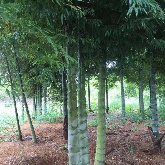 cây giống trúc thỏi vàng nhập khẩu cây giống trúc thỏi vàng nhập khẩu