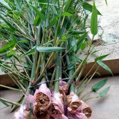 cành chiết giống tre bát độ rễ đẹp đảm bảo