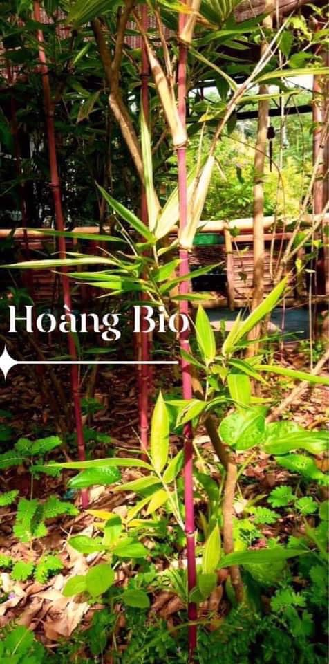 Cây Giống tre đỏ vân nam Cây Giống tre đỏ vân nam