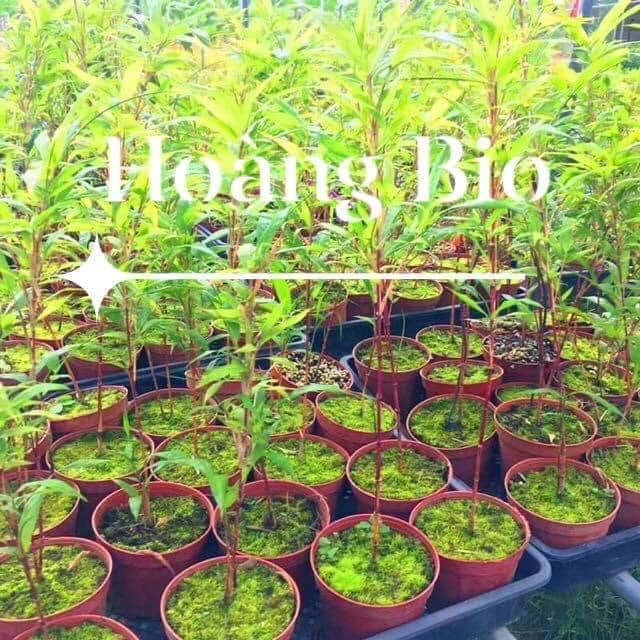 Cây Giống tre đỏ vân nam Cây Giống tre đỏ vân nam