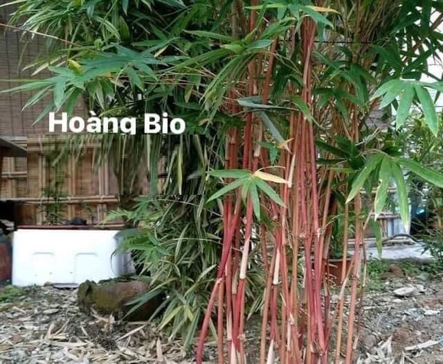 Cây Giống tre đỏ vân nam Cây Giống tre đỏ vân nam