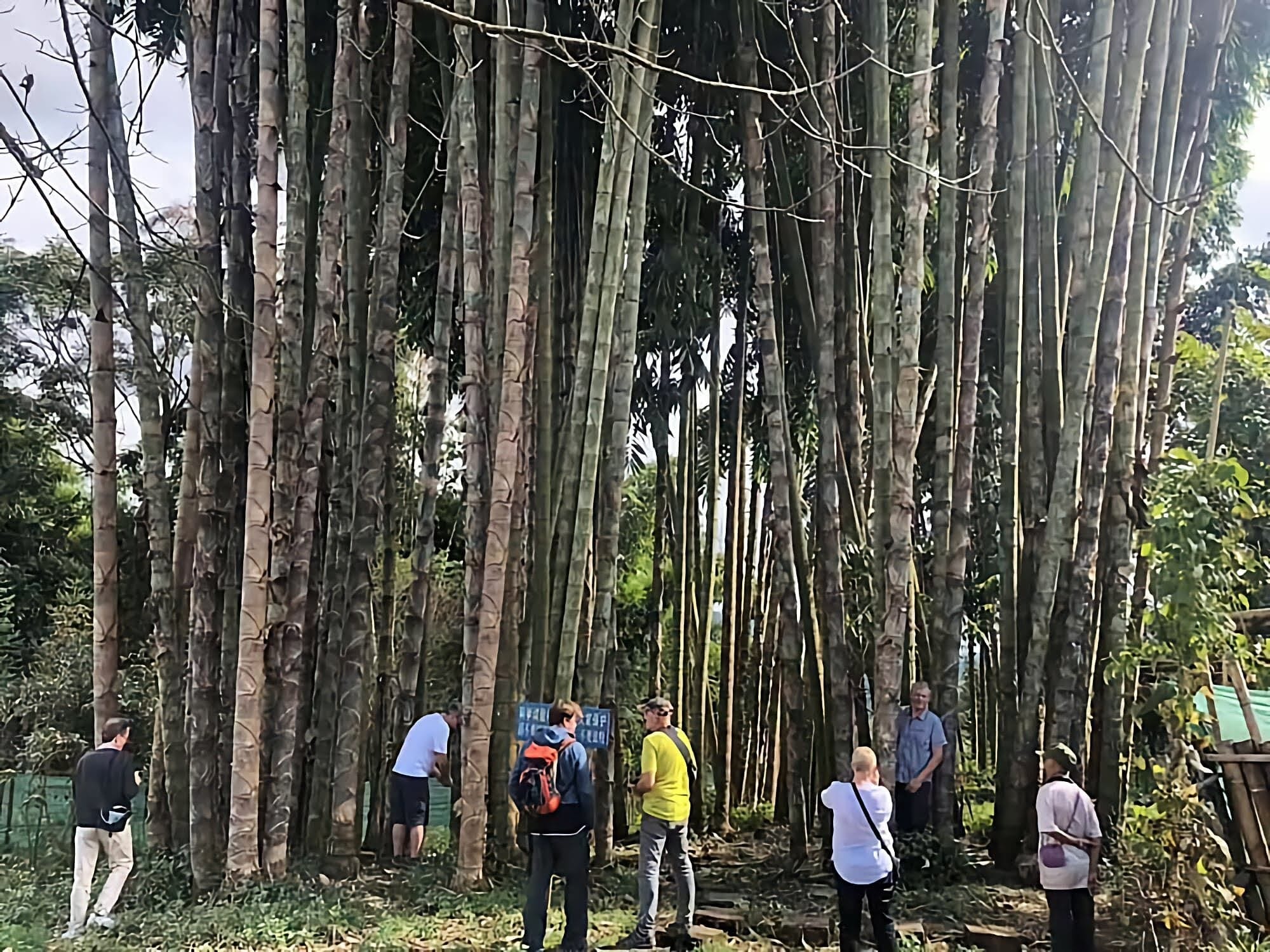 Cây Giống Tre Rồng julong chân cong vân nam- tre đế vương - tre lớn nhất thế giới Cây Giống Tre Rồng julong chân cong vân nam- tre đế vương - tre lớn nhất thế giới