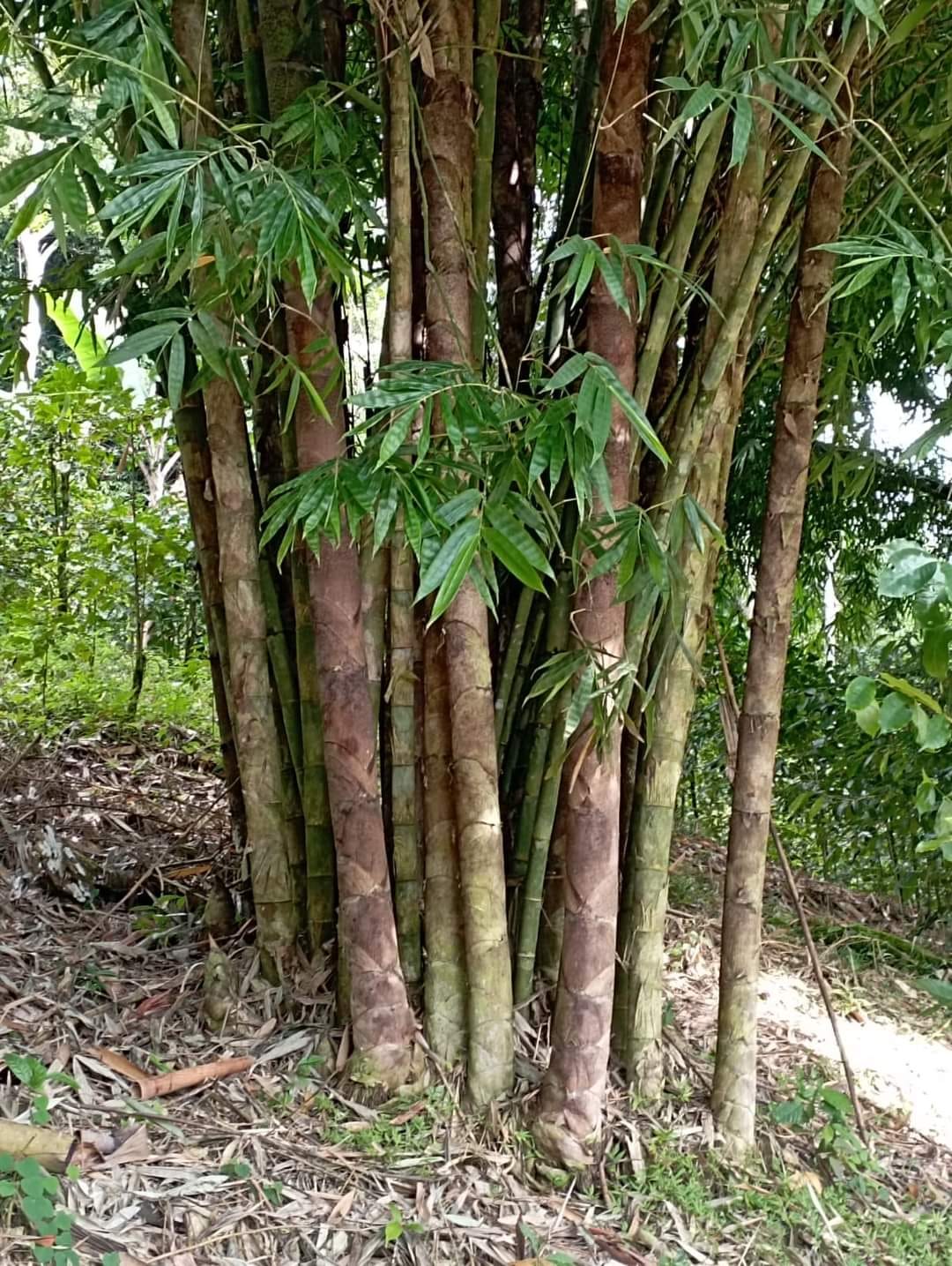 Cây Giống Tre Rồng julong chân cong vân nam- tre đế vương - tre lớn nhất thế giới Cây Giống Tre Rồng julong chân cong vân nam- tre đế vương - tre lớn nhất thế giới