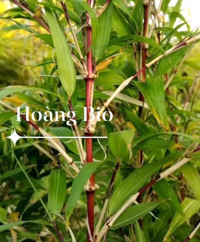 Cây Giống tre đỏ vân nam Cây Giống tre đỏ vân nam