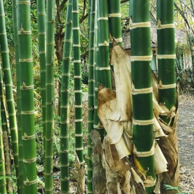 Cây Giống Tre Gùa - Guadua Augustifiola Kuth -tre thép xanh của miền nhiệt đới