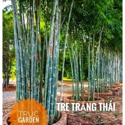 Cây giống Tre Trắng Thailan