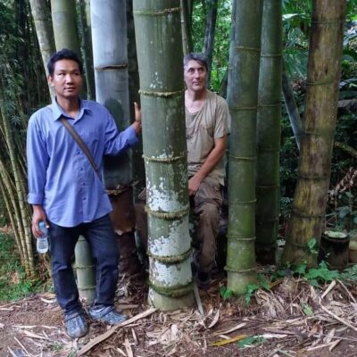 Cây Giống tre Nan khổng lồ thái - tre Nan, tre từ tỉnh Nan