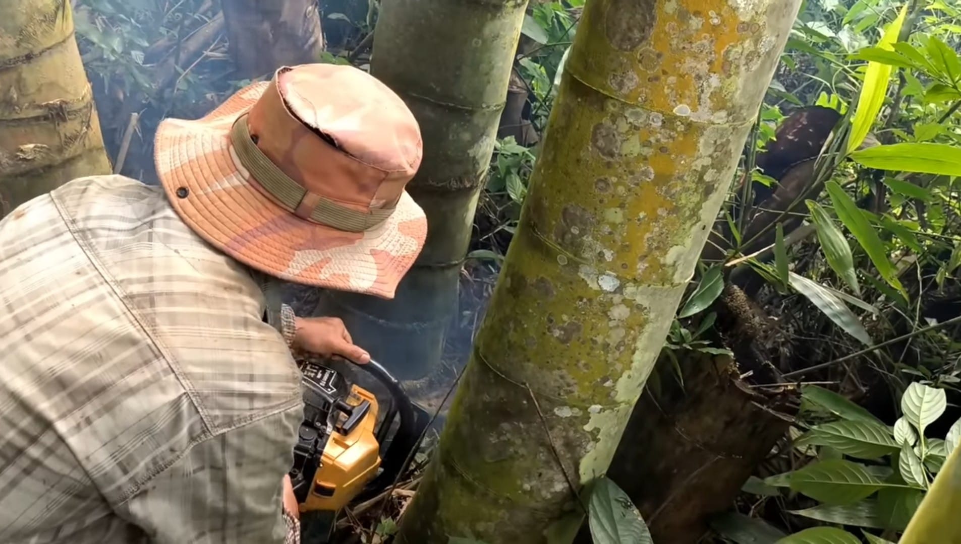 Cây Giống Tre Rồng julong chân cong vân nam- tre đế vương - tre lớn nhất thế giới Cây Giống Tre Rồng julong chân cong vân nam- tre đế vương - tre lớn nhất thế giới