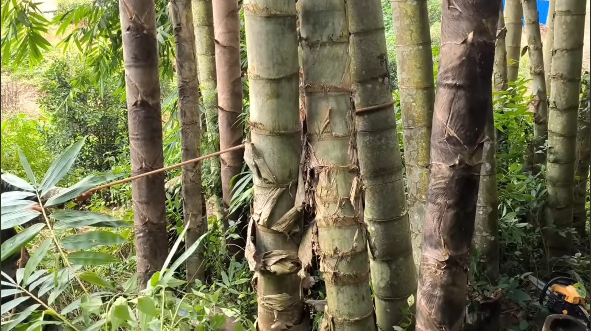 Cây Giống Tre Rồng julong chân cong vân nam- tre đế vương - tre lớn nhất thế giới Cây Giống Tre Rồng julong chân cong vân nam- tre đế vương - tre lớn nhất thế giới