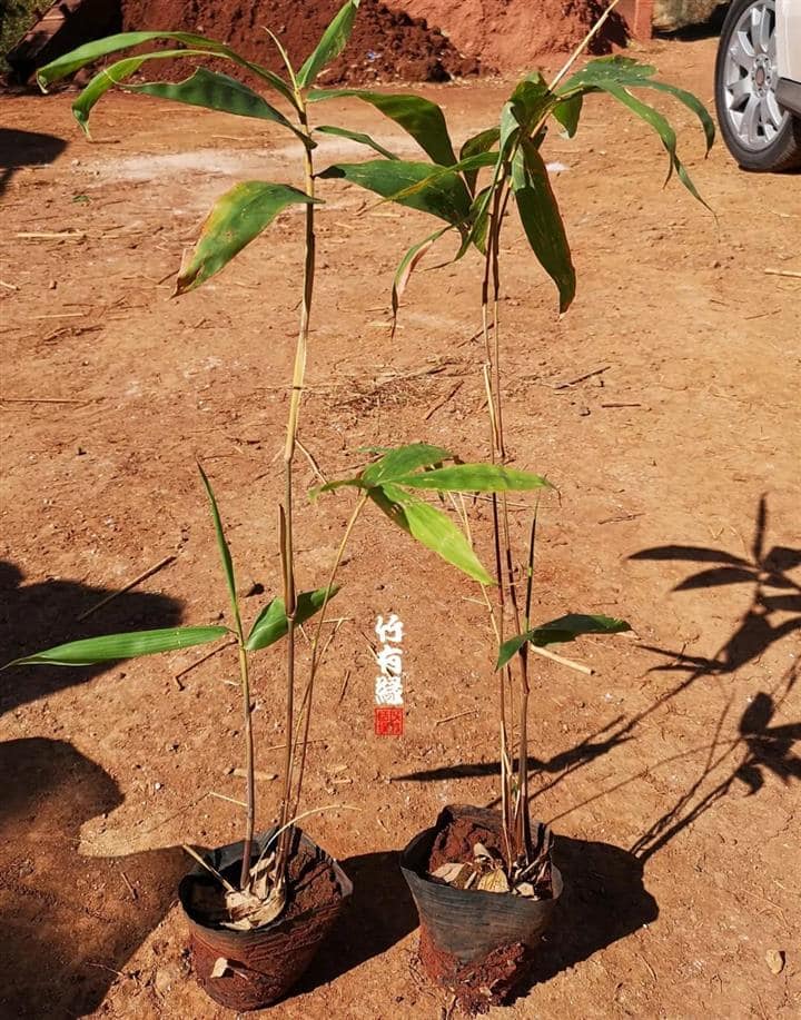 Cây Giống Tre Rồng julong chân cong vân nam- tre đế vương - tre lớn nhất thế giới Cây Giống Tre Rồng julong chân cong vân nam- tre đế vương - tre lớn nhất thế giới