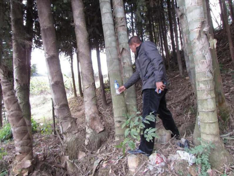 Cây Giống Tre Rồng julong chân cong vân nam- tre đế vương - tre lớn nhất thế giới Cây Giống Tre Rồng julong chân cong vân nam- tre đế vương - tre lớn nhất thế giới