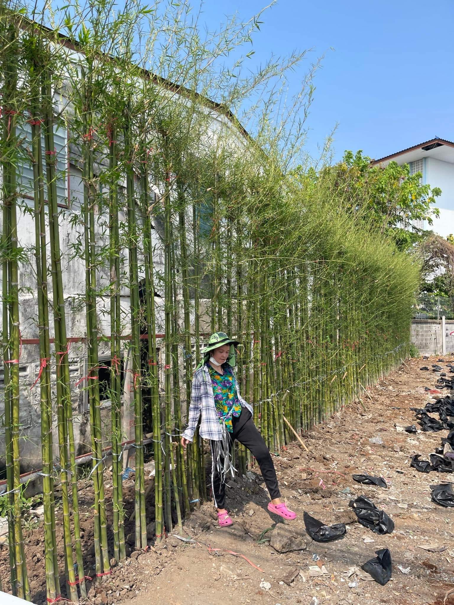 cây giống Tre lụa thái bầu dâm ủ kỹ - măng size nhỏ, dễ chế biến. cây giống Tre lụa thái bầu dâm ủ kỹ - măng size nhỏ, dễ chế biến.