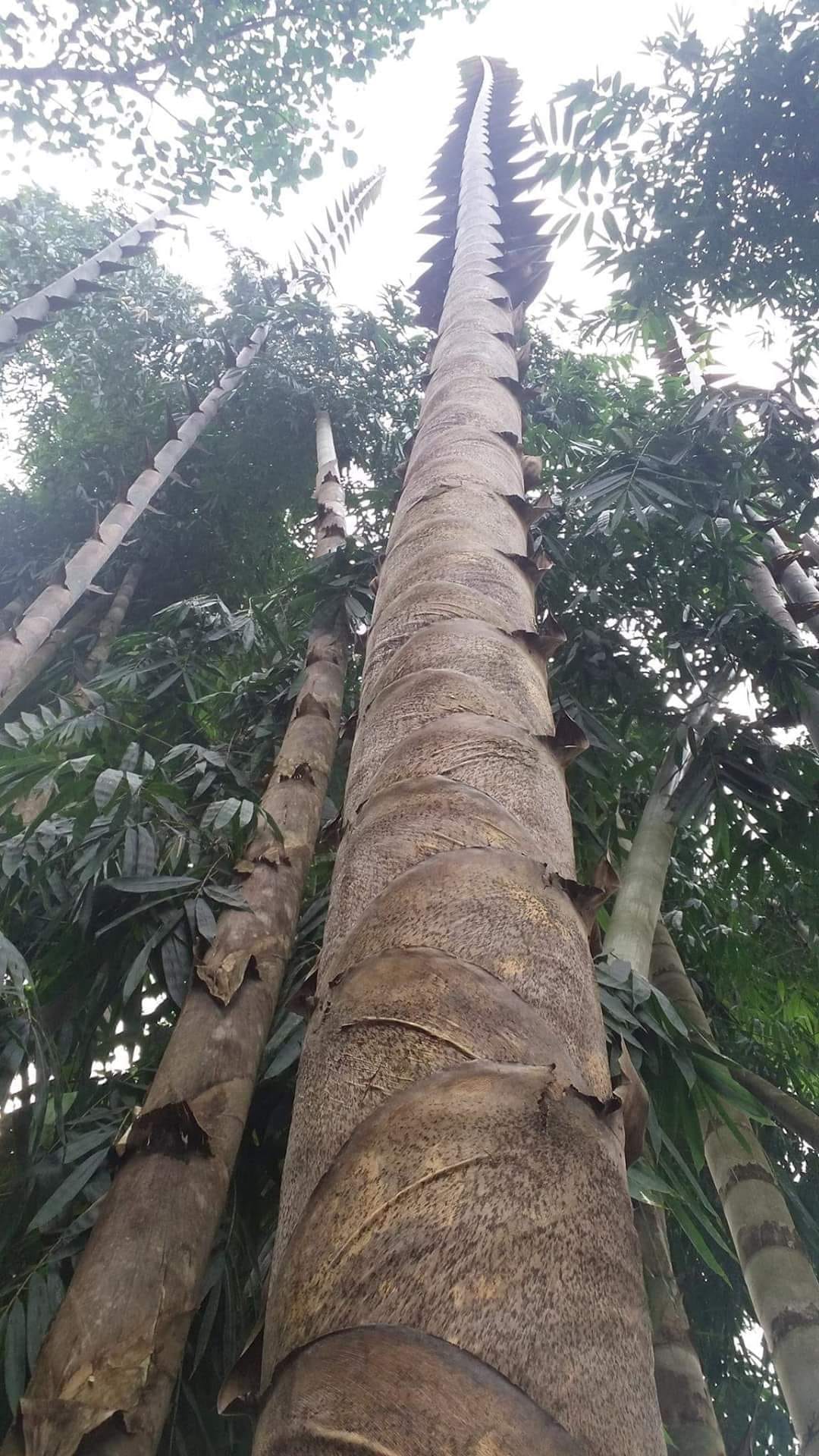 Cây Giống Tre Rồng julong chân cong vân nam- tre đế vương - tre lớn nhất thế giới Cây Giống Tre Rồng julong chân cong vân nam- tre đế vương - tre lớn nhất thế giới