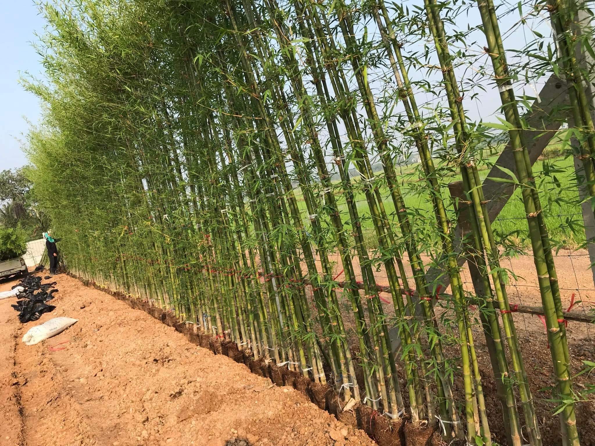 cây giống Tre lụa thái bầu dâm ủ kỹ - măng size nhỏ, dễ chế biến. cây giống Tre lụa thái bầu dâm ủ kỹ - măng size nhỏ, dễ chế biến.