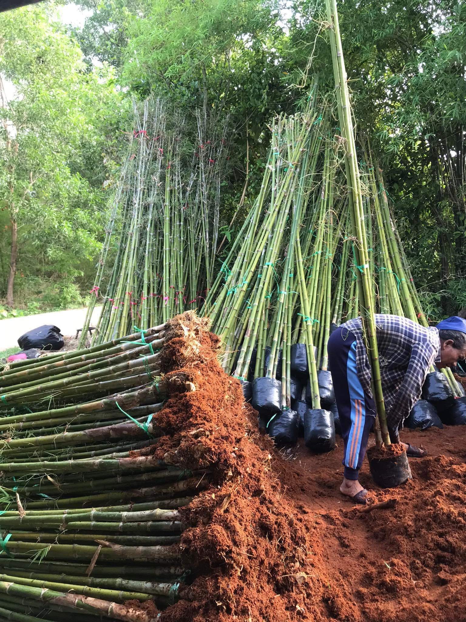 cây giống Tre lụa thái bầu dâm ủ kỹ - măng size nhỏ, dễ chế biến. cây giống Tre lụa thái bầu dâm ủ kỹ - măng size nhỏ, dễ chế biến.