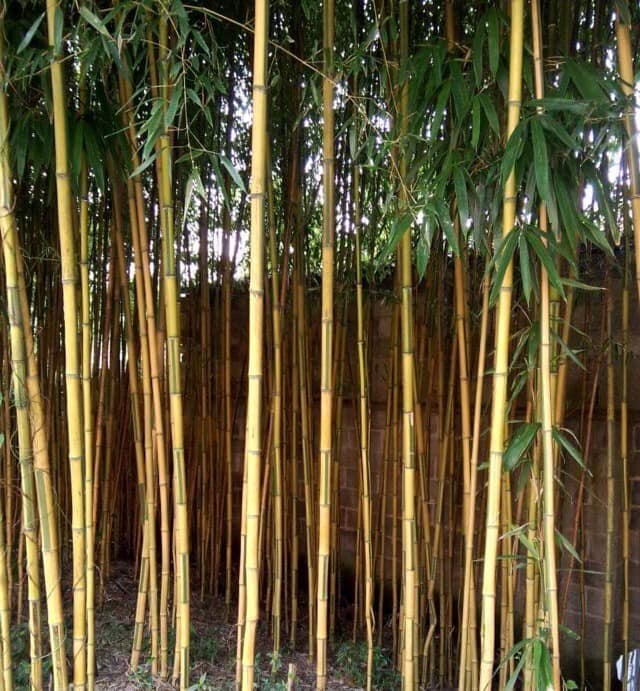 Cây giống TRÚC ngọc bích dát vàng Cây giống TRÚC ngọc bích dát vàng