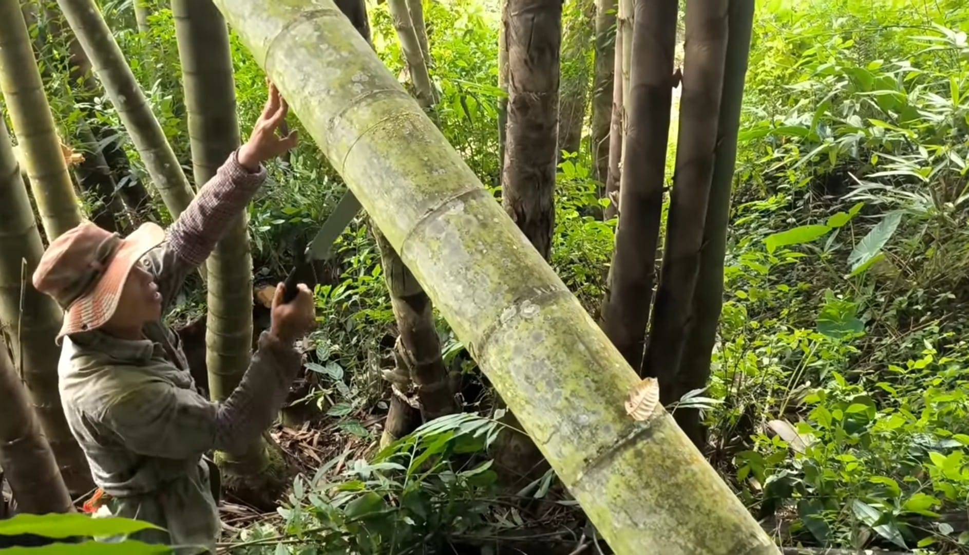 Cây Giống Tre Rồng julong chân cong vân nam- tre đế vương - tre lớn nhất thế giới Cây Giống Tre Rồng julong chân cong vân nam- tre đế vương - tre lớn nhất thế giới