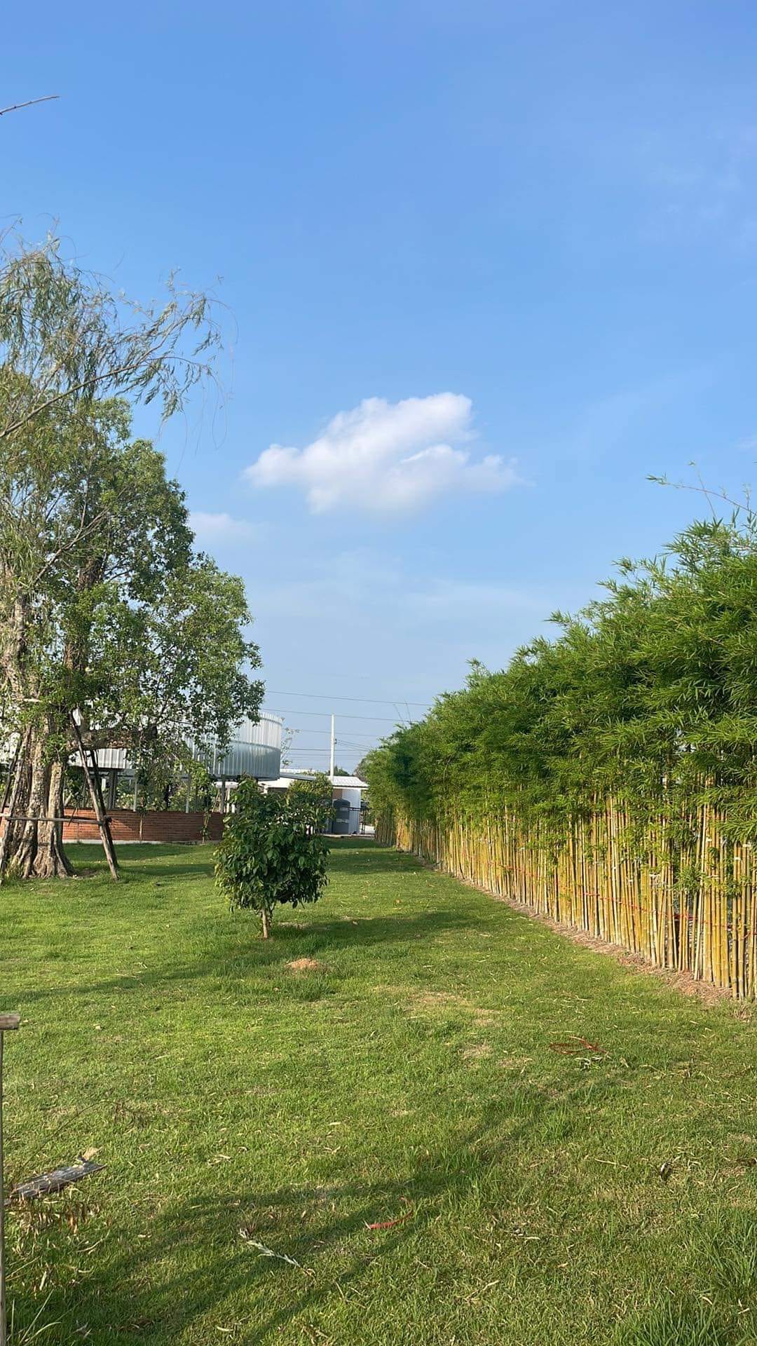 cây giống Tre lụa thái bầu dâm ủ kỹ - măng size nhỏ, dễ chế biến. cây giống Tre lụa thái bầu dâm ủ kỹ - măng size nhỏ, dễ chế biến.