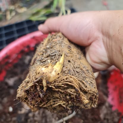 Cây Giống Tre Rồng julong chân cong vân nam- tre đế vương - tre lớn nhất thế giới Cây Giống Tre Rồng julong chân cong vân nam- tre đế vương - tre lớn nhất thế giới