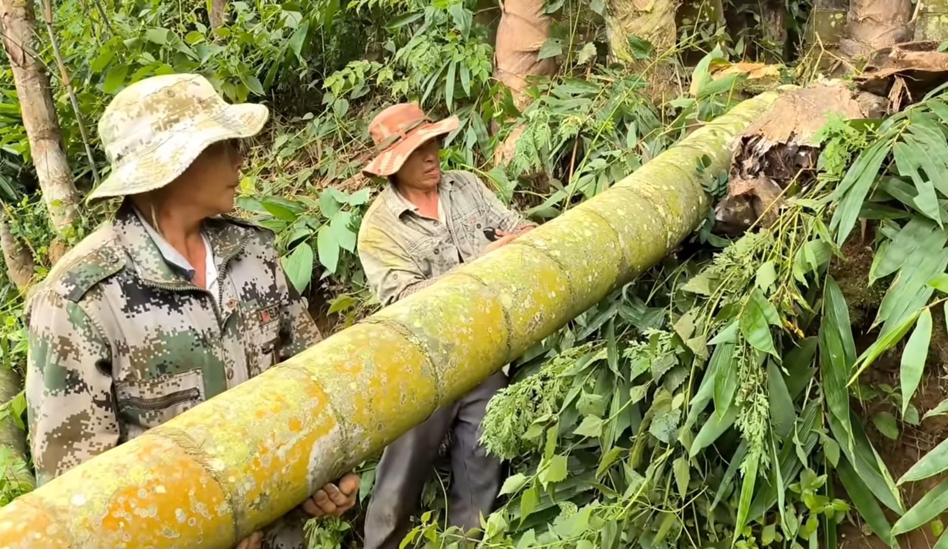 Cây Giống Tre Rồng julong chân cong vân nam- tre đế vương - tre lớn nhất thế giới Cây Giống Tre Rồng julong chân cong vân nam- tre đế vương - tre lớn nhất thế giới