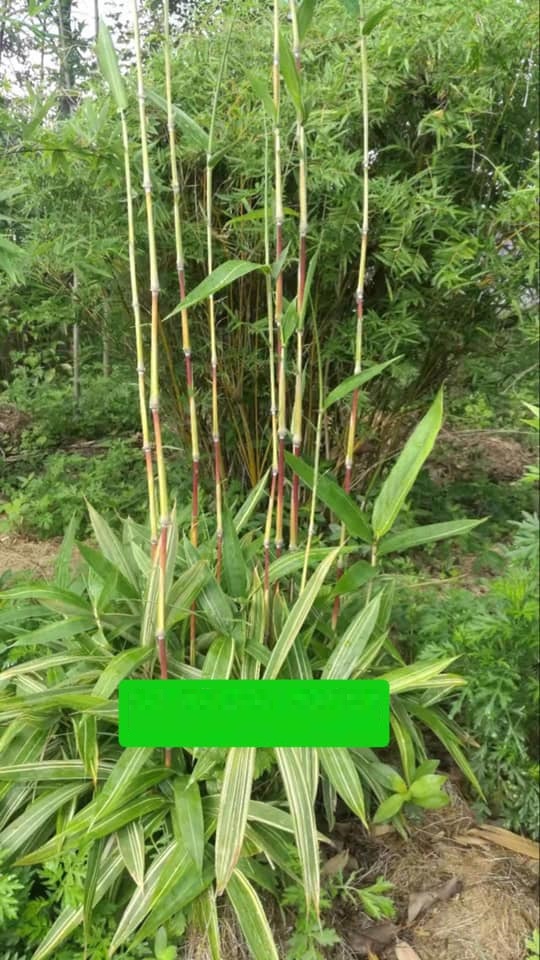 Cây Giống tre đỏ vân nam Cây Giống tre đỏ vân nam