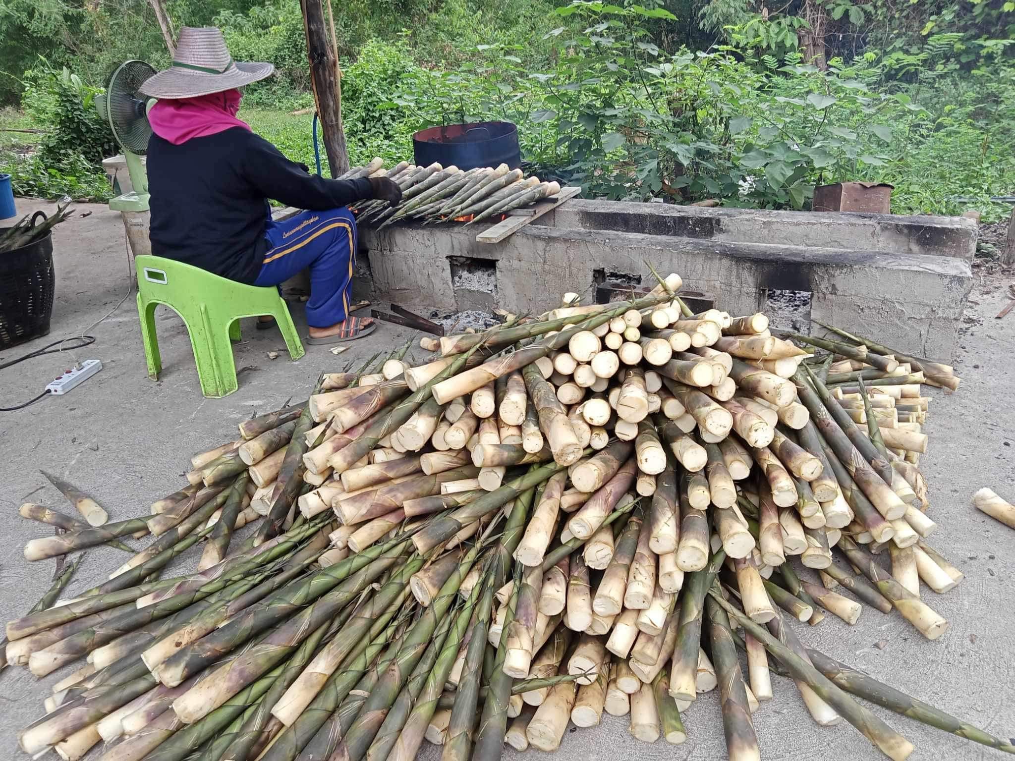 cây giống Tre lụa thái bầu dâm ủ kỹ - măng size nhỏ, dễ chế biến. cây giống Tre lụa thái bầu dâm ủ kỹ - măng size nhỏ, dễ chế biến.