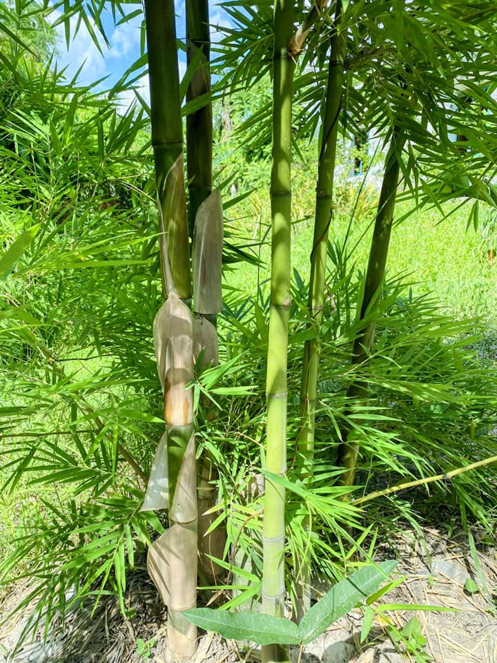 cây giống Tre lụa thái bầu dâm ủ kỹ - măng size nhỏ, dễ chế biến. cây giống Tre lụa thái bầu dâm ủ kỹ - măng size nhỏ, dễ chế biến.