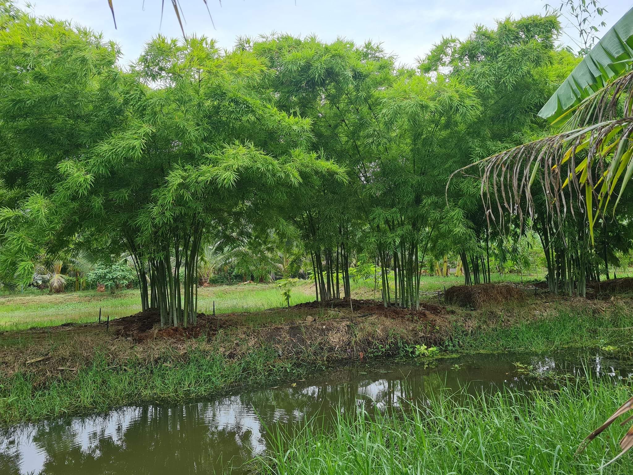 cây giống Tre lụa thái bầu dâm ủ kỹ - măng size nhỏ, dễ chế biến. cây giống Tre lụa thái bầu dâm ủ kỹ - măng size nhỏ, dễ chế biến.