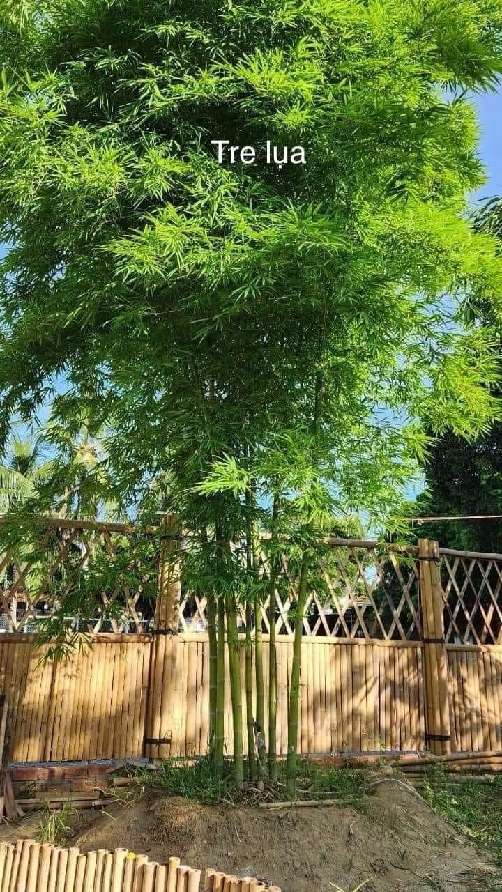 cây giống Tre lụa thái bầu dâm ủ kỹ - măng size nhỏ, dễ chế biến. cây giống Tre lụa thái bầu dâm ủ kỹ - măng size nhỏ, dễ chế biến.