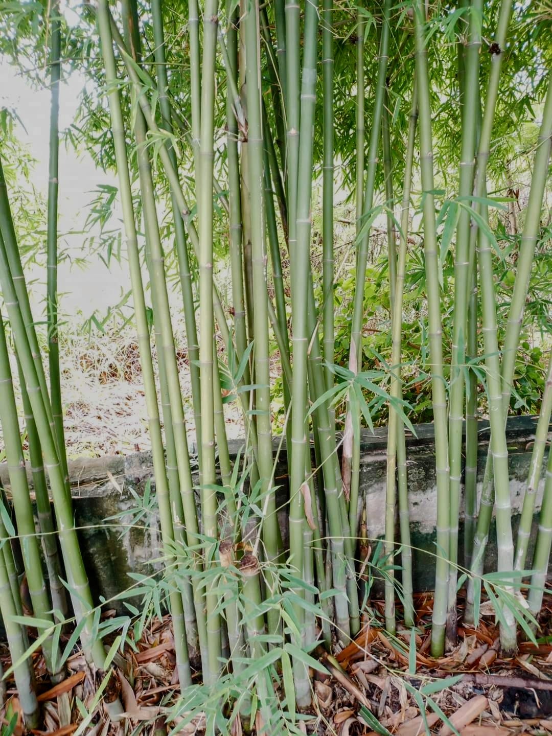 cây giống Tre lụa thái bầu dâm ủ kỹ - măng size nhỏ, dễ chế biến. cây giống Tre lụa thái bầu dâm ủ kỹ - măng size nhỏ, dễ chế biến.