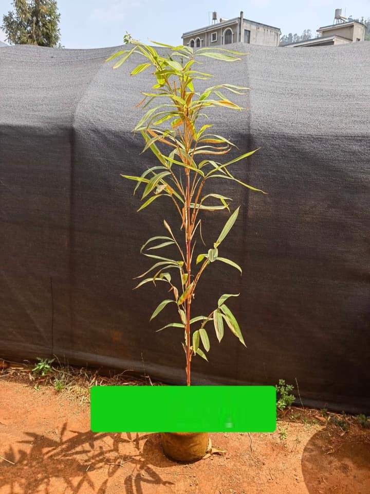 Cây Giống tre đỏ vân nam Cây Giống tre đỏ vân nam