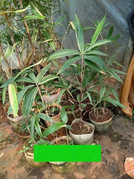 Cây Giống tre đỏ vân nam Cây Giống tre đỏ vân nam