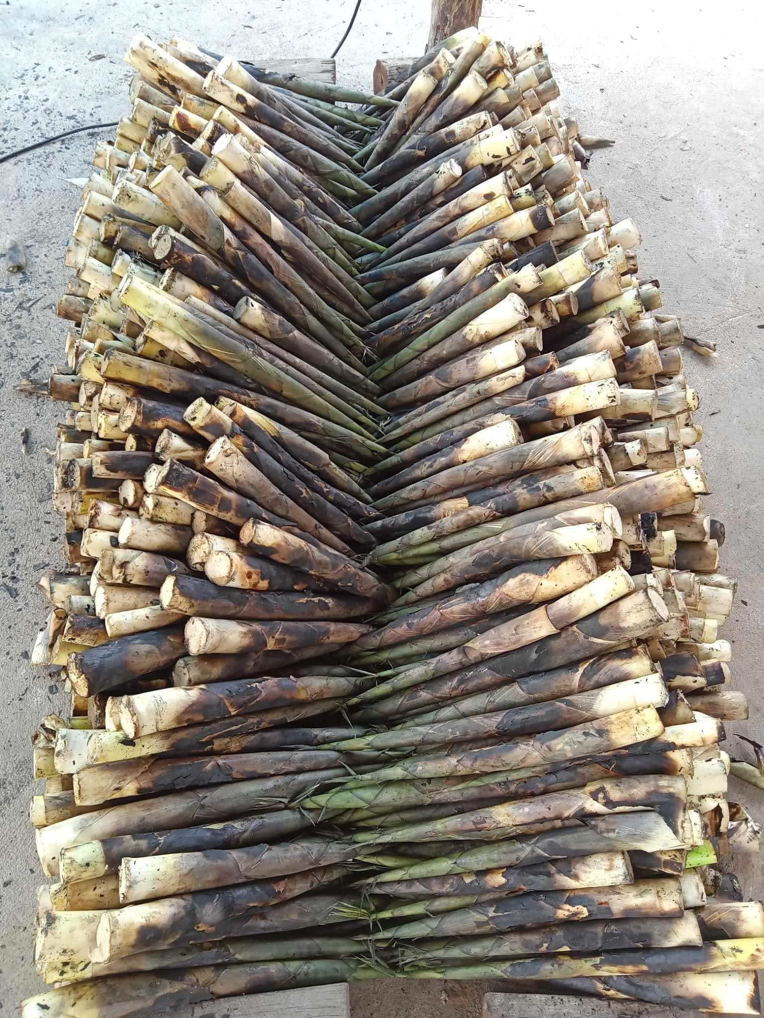 cây giống Tre lụa thái bầu dâm ủ kỹ - măng size nhỏ, dễ chế biến. cây giống Tre lụa thái bầu dâm ủ kỹ - măng size nhỏ, dễ chế biến.