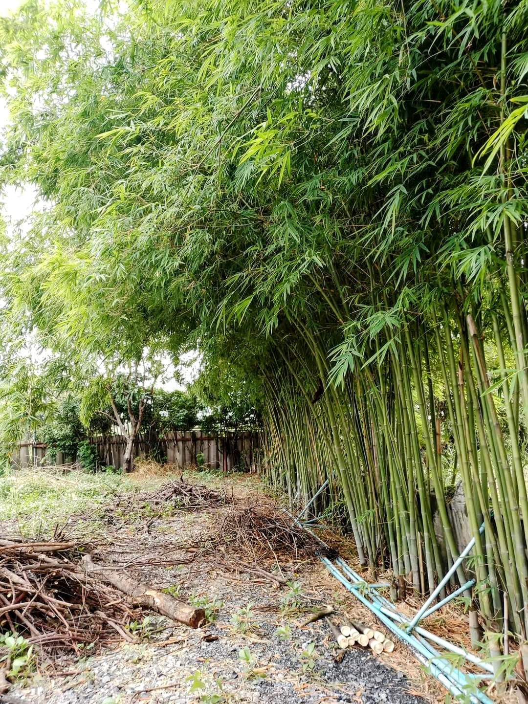 cây giống Tre lụa thái bầu dâm ủ kỹ - măng size nhỏ, dễ chế biến. cây giống Tre lụa thái bầu dâm ủ kỹ - măng size nhỏ, dễ chế biến.