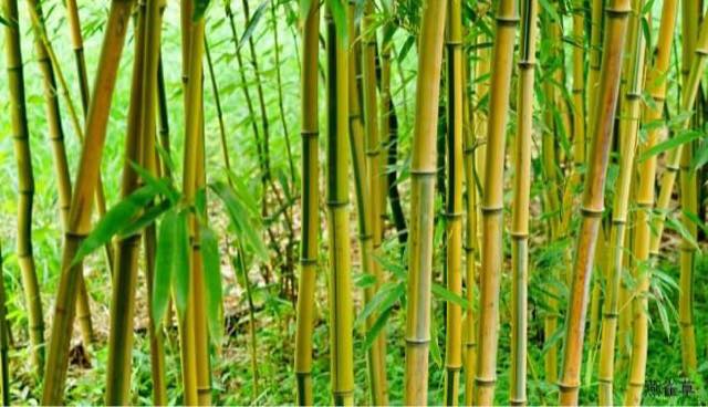 Cây giống TRÚC ngọc bích dát vàng Cây giống TRÚC ngọc bích dát vàng