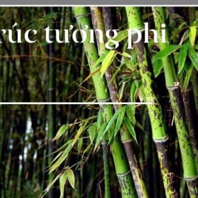 Cây giống Trúc Tương Phi Nhập khẩu
